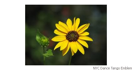 NYC Dance Tango Emblem Sun flower