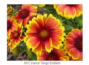 NYC Dance Tango Emblem Sun flower