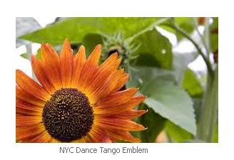 NYC Dance Tango Emblem Sun flower