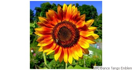 NYC Dance Tango Emblem Sun flower