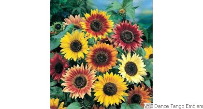 NYC Dance Tango Emblem Sun flower