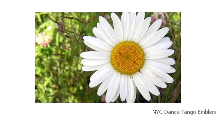 NYC Dance Tango Emblem Sun flower