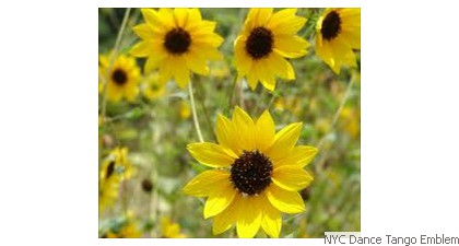 NYC Dance Tango Emblem Sun flower
