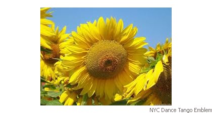 NYC Dance Tango Emblem Sun flower