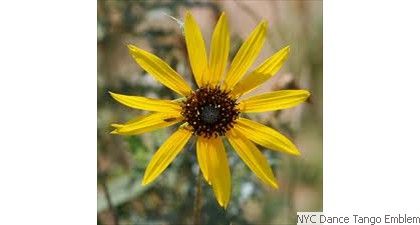 NYC Dance Tango Emblem Sun flower